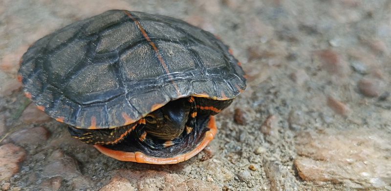 A turtle, hiding inside its shell, protecting itself from the outside world.
