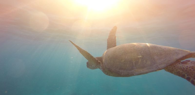 The beautiful image of a turtle swimming underwater, symbolizing slow and steady movement on the path of life.