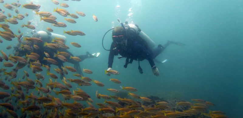 Divers exploring the underwater world in the waters of Zanzibar.